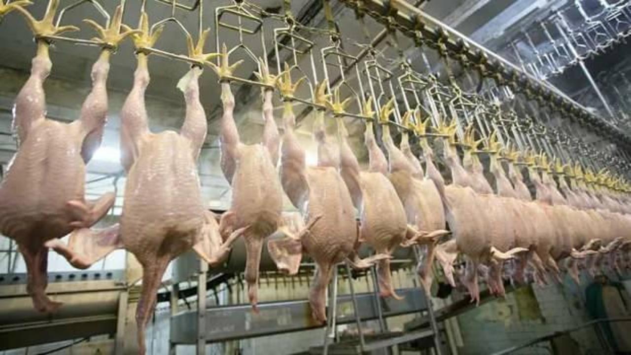 Tavuk eti üretimi yıllık bazda azaldı
