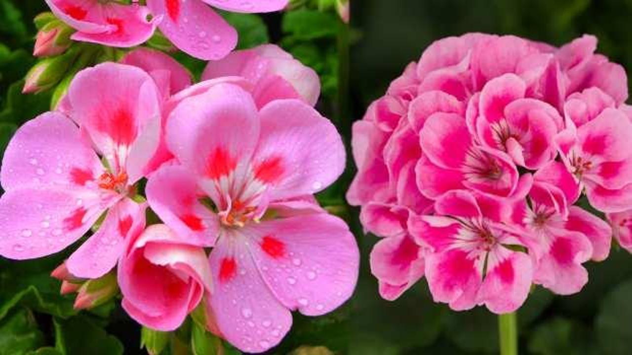 Itır çiçeği ve yaprağı faydaları nelerdir? Itır çiçeği nasıl kullanılır, ıtır çiçeği kokusu antidepresan mı?