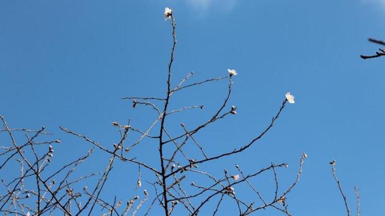 Şubat ayında erik ağacı çiçek açtı