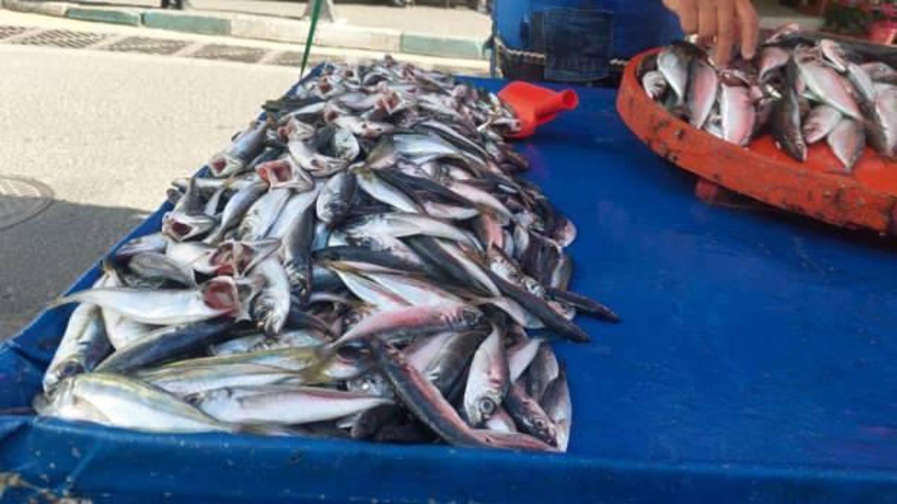 Denizden çıkan balık azaldı, fiyatlar arttı