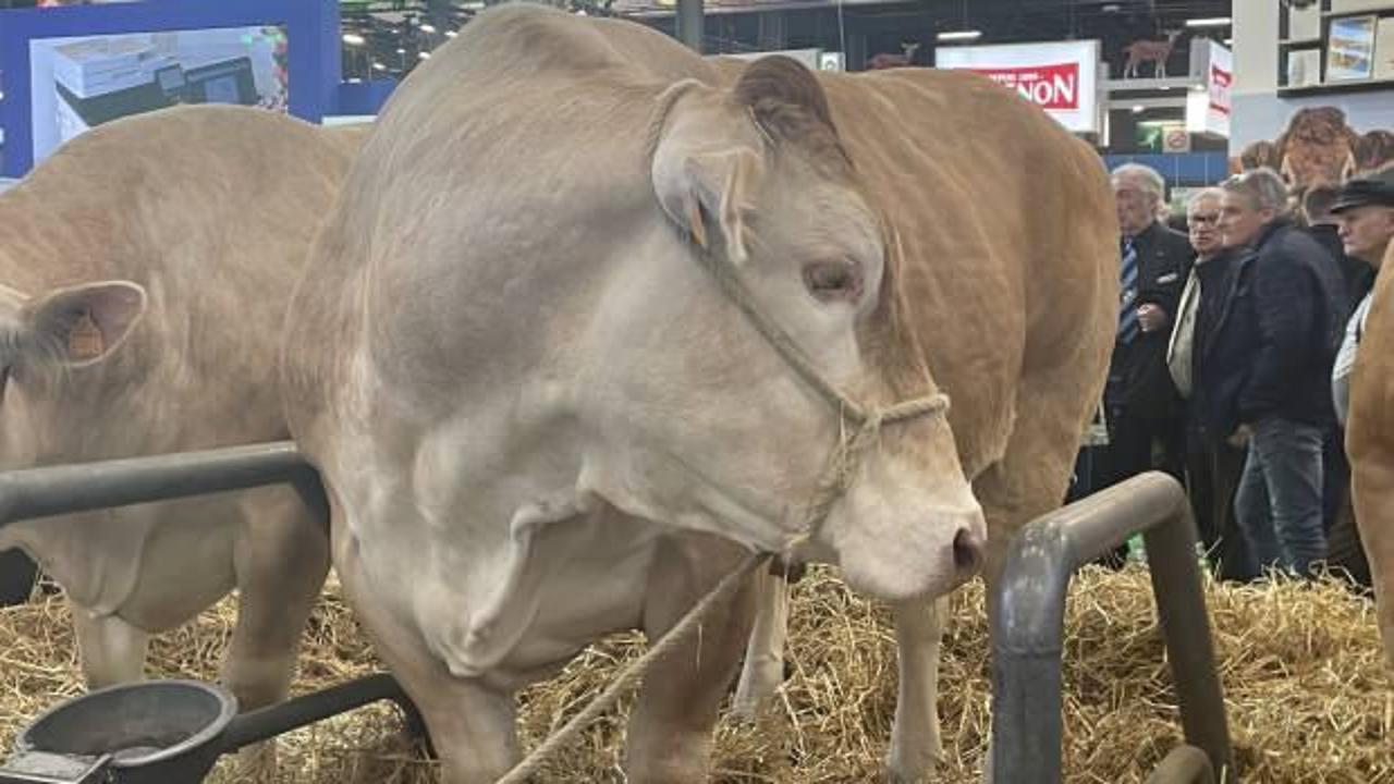 Paris'te 990 kilogramlık inek 17 bin avrodan alıcı buldu