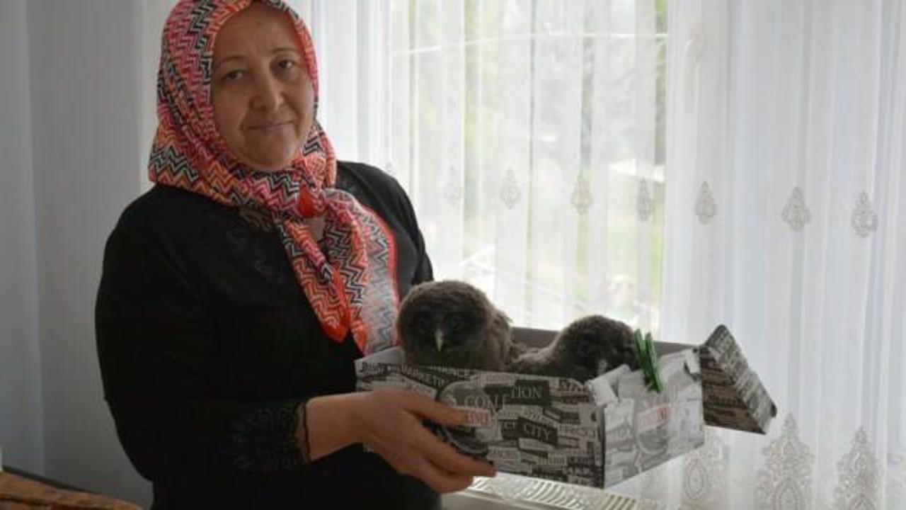 Balkonda bulduğu baykuş yavrularını evinde besliyor