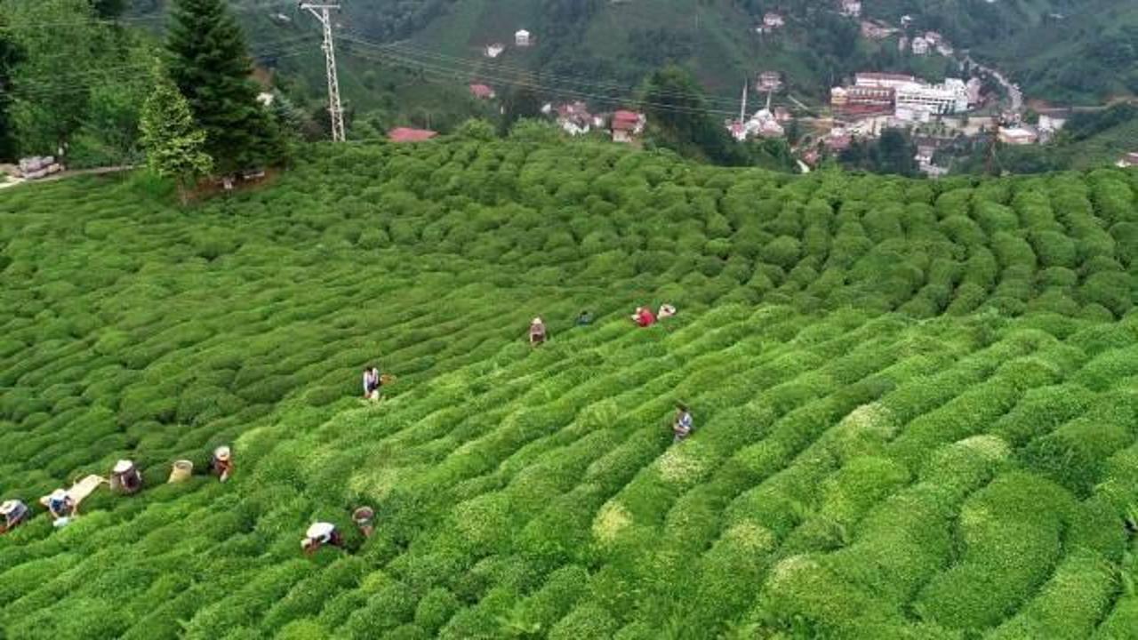 Çay ihracatı 2 ayda 6 milyon doları aştı