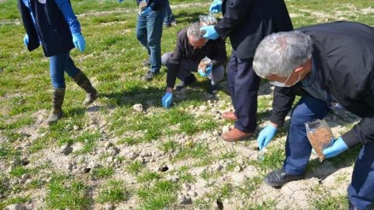 Tarlaları delik deşik eden farelerle b&ouml;yle m&uuml;cadele edilecek