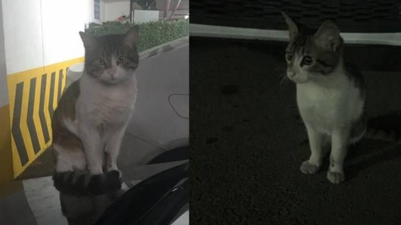 Dakikalarca tekmelenerek &ouml;ld&uuml;r&uuml;len Eros'la ilgili apartman sakininden y&uuml;rek yakan s&ouml;zler