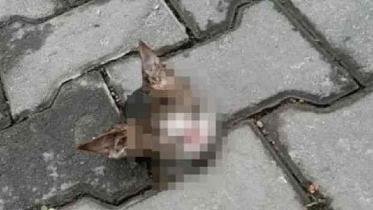 Bursa'da vahşet! Yavru kediler başları kesilmiş halde bulundu