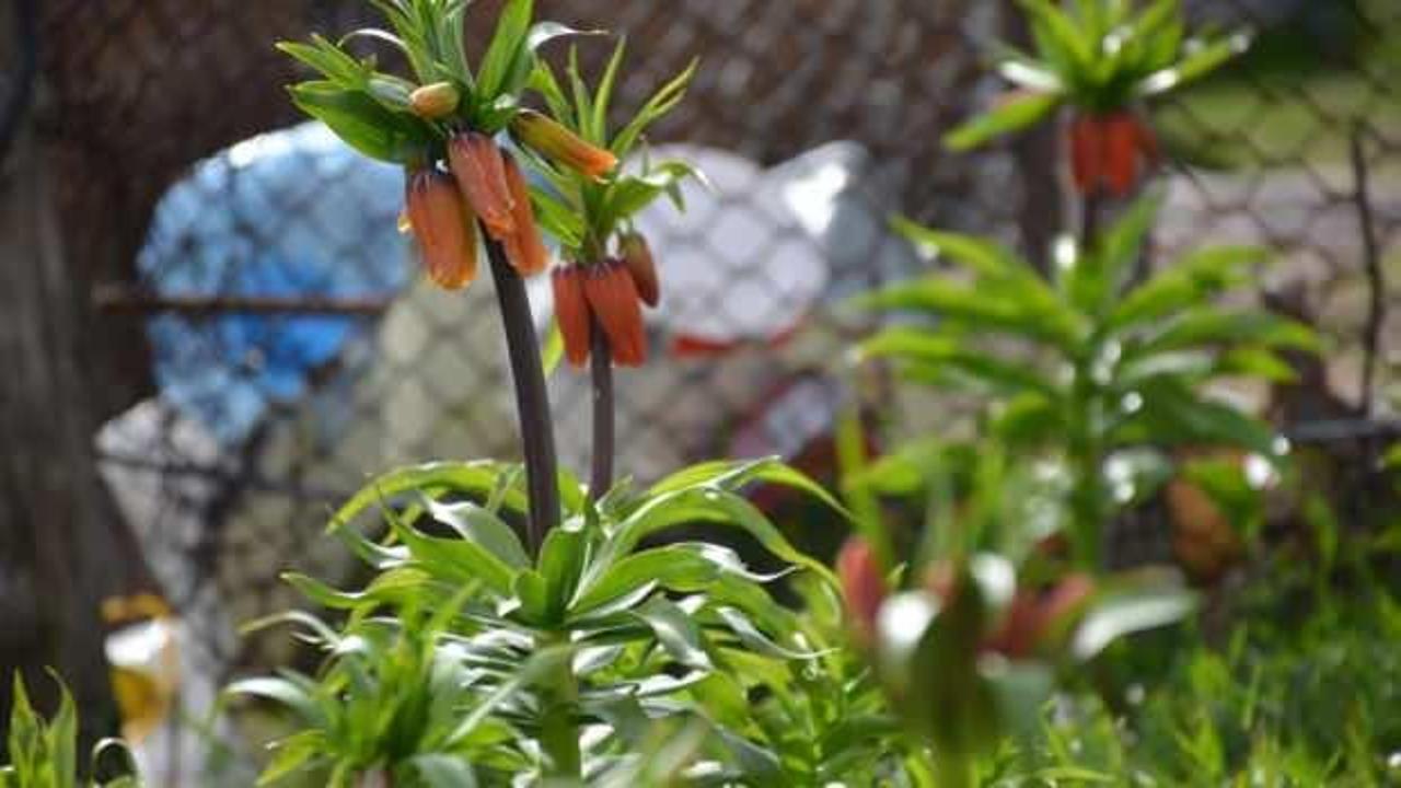 Bu &ccedil;i&ccedil;eği koparmanın cezası 75 bin lira