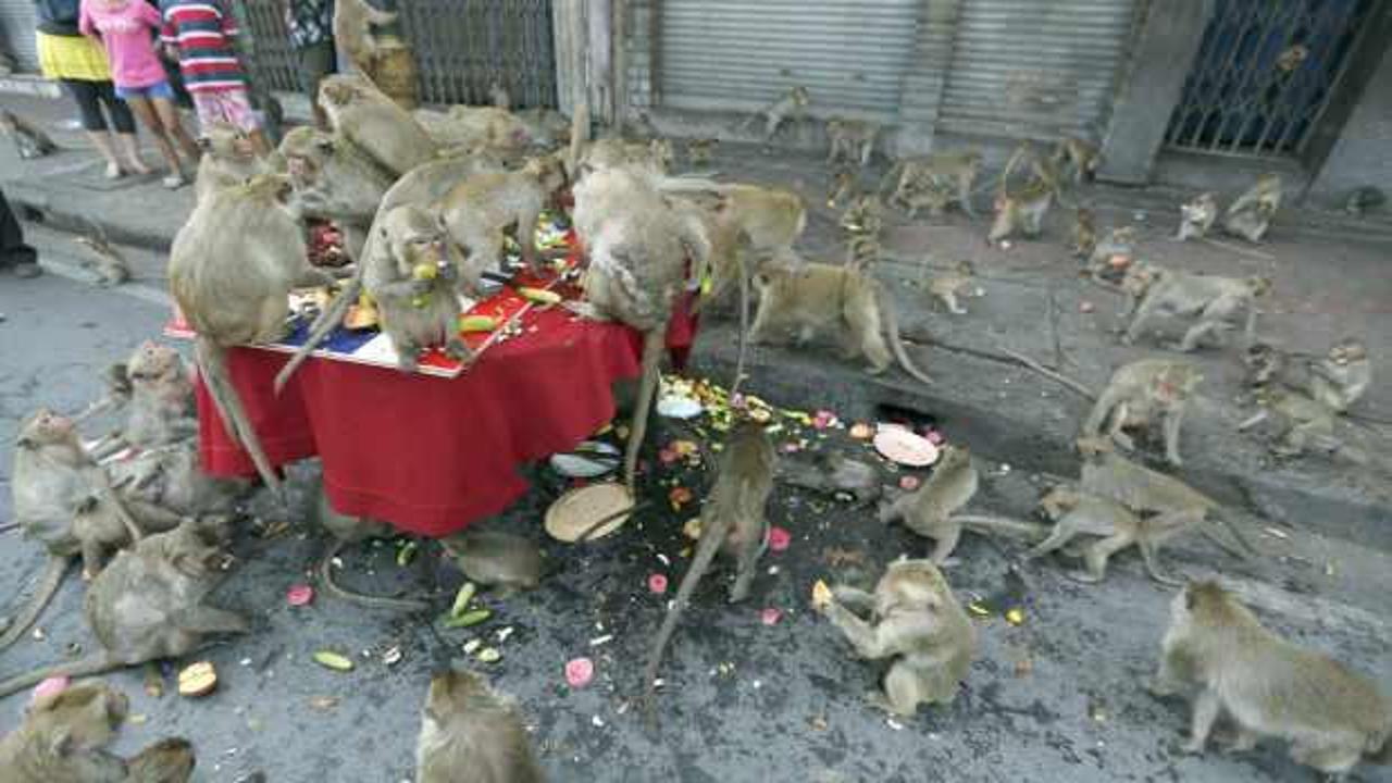 Maymunlar şehri istila etti