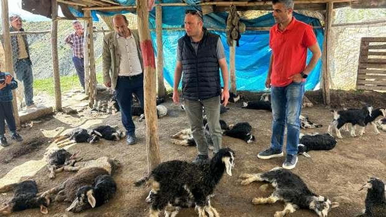 Diyarbakır’da başıboş köpek terörü! 45 oğlak telef oldu