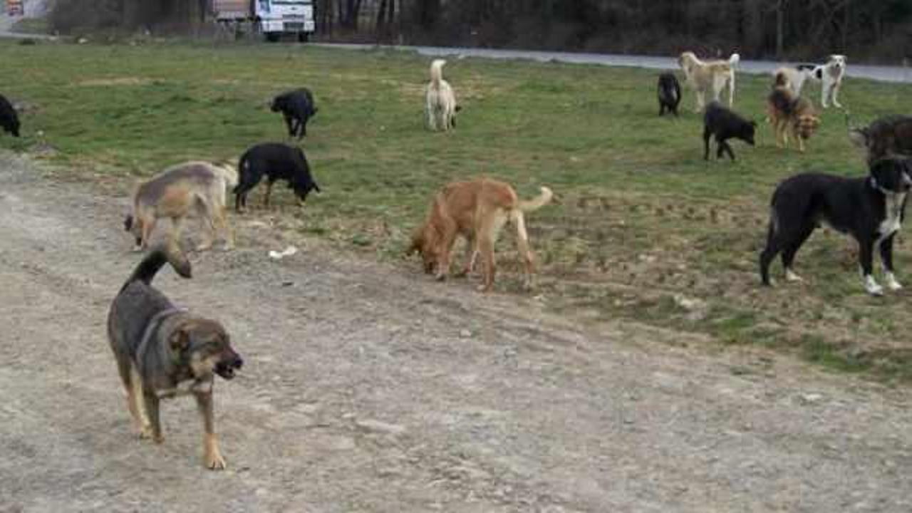 Başıboş köpekler saldırdı: 7 koyun telef oldu