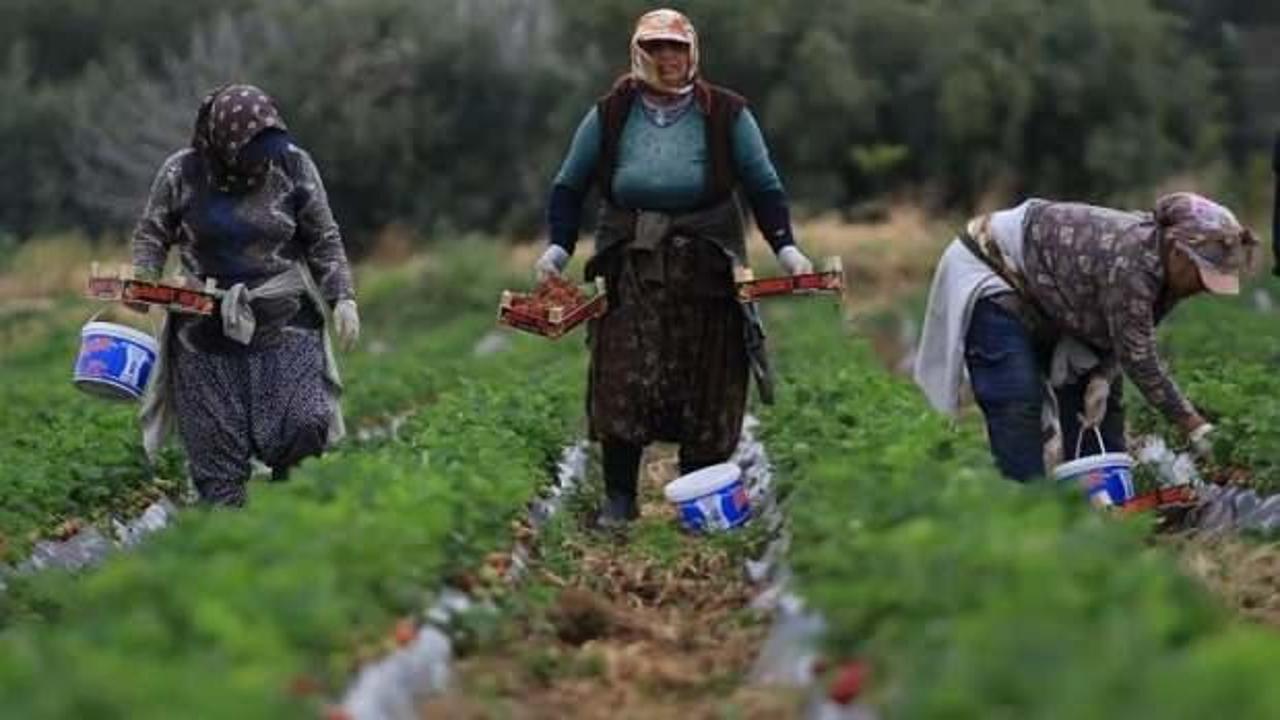 Çilekte açıkta hasat zamanı! Fiyatı yüzde 60 düştü