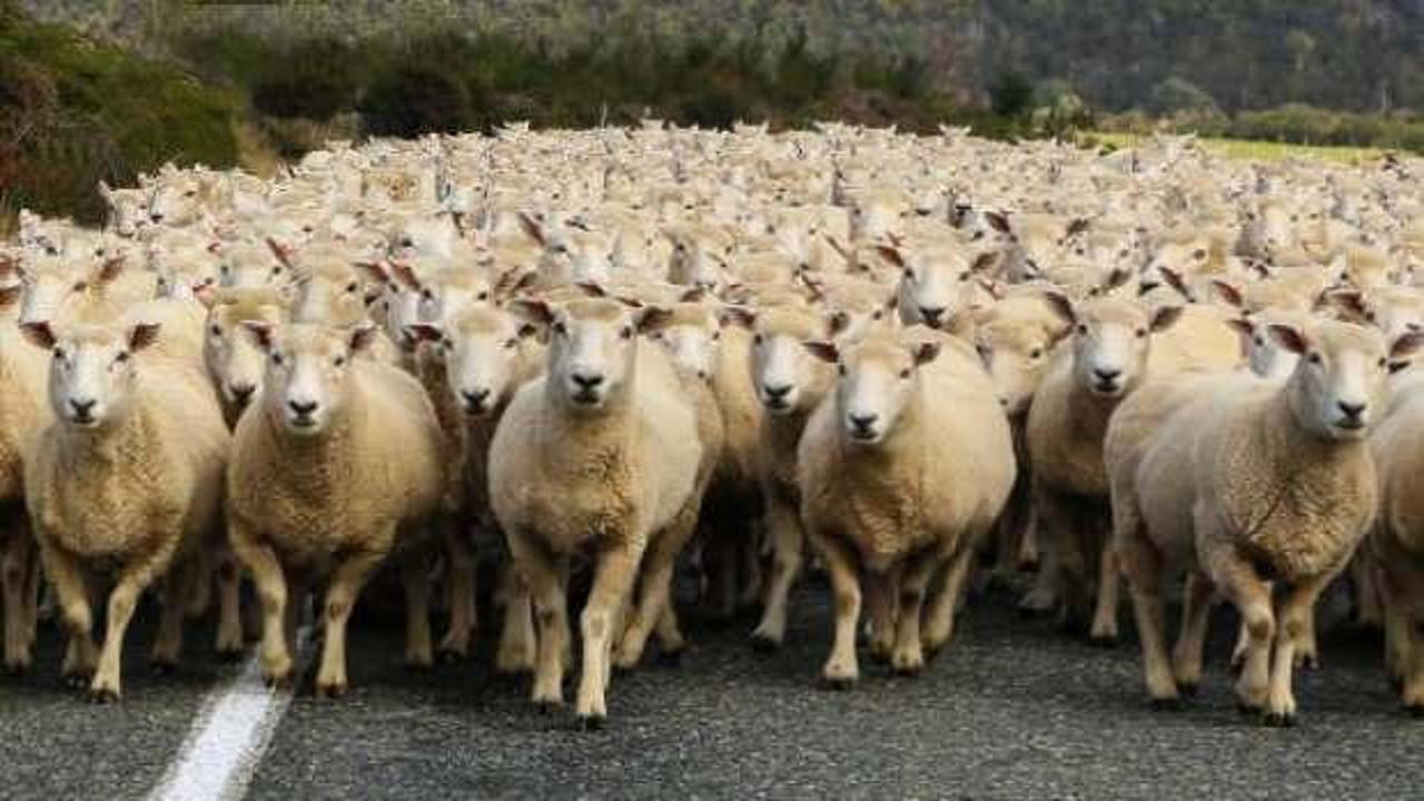 Erzincan'da 40 bin TL maaşla çoban bulamayan köylüler, sırayla yaylıma çıkıyor!