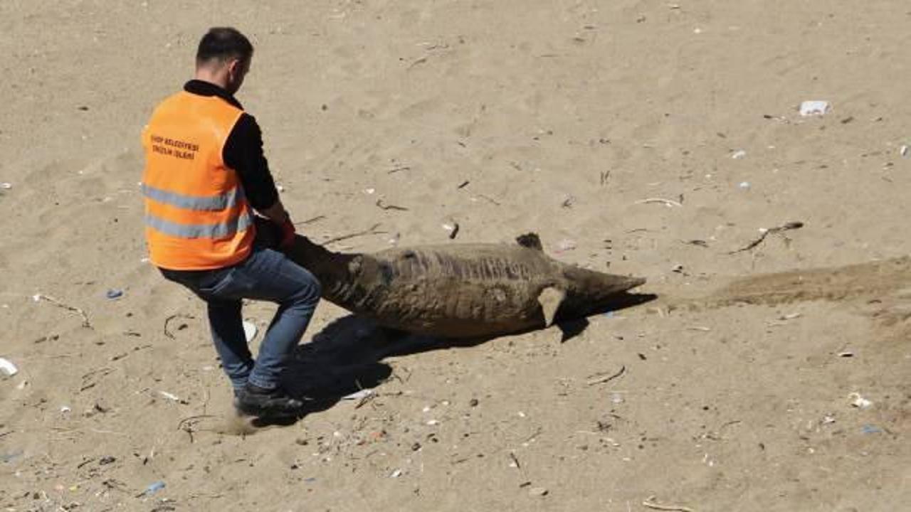 Sinop'ta ölü yunuslar karaya vurdu: İnceleme başlatıldı