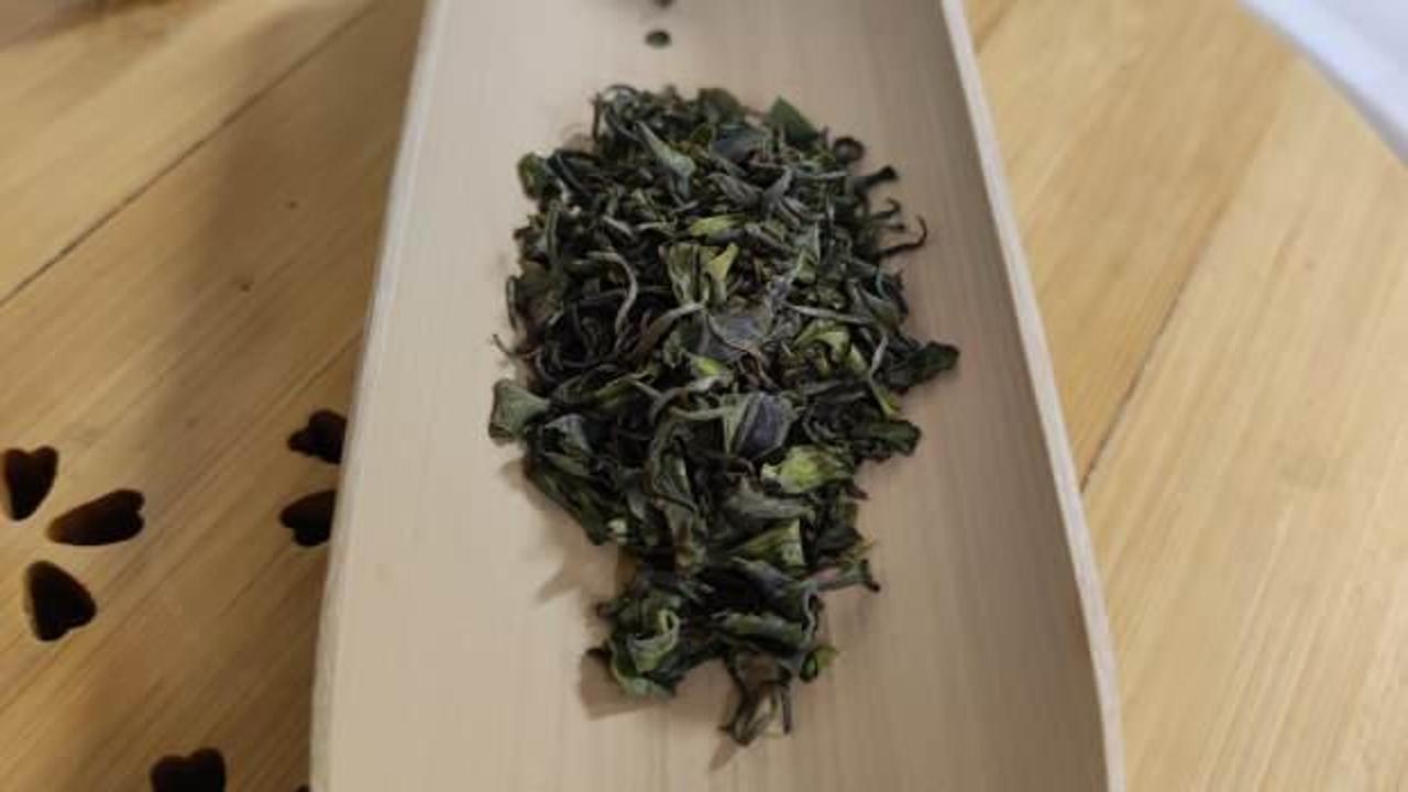 Şizuoka'da mevsimin ilk hasadında bir kilo çay yaprağı 7 bin 200 dolara satıldı