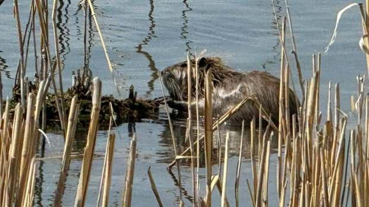 'Esrarengiz' canlılar Ağrı Dağı eteklerinde g&ouml;r&uuml;nt&uuml;lendi! 