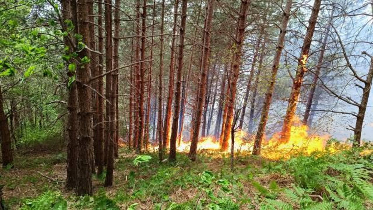 Kastamonu'da aynı anda orman ve köy yangını!