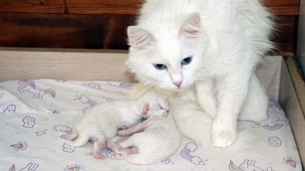 Van kedisinin doğum oranı yüzde 50 arttı