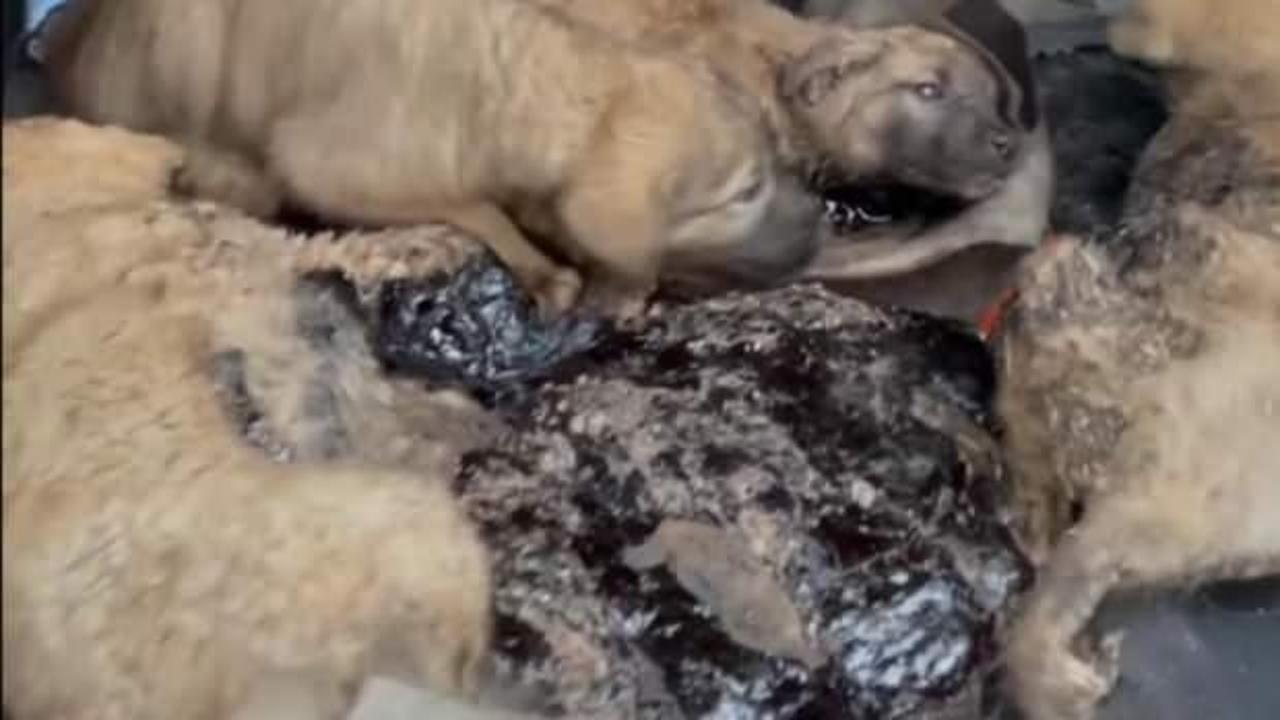 Zifte bulanmış 10 yavru köpek, bebek ve zeytinyağı ile temizlendi