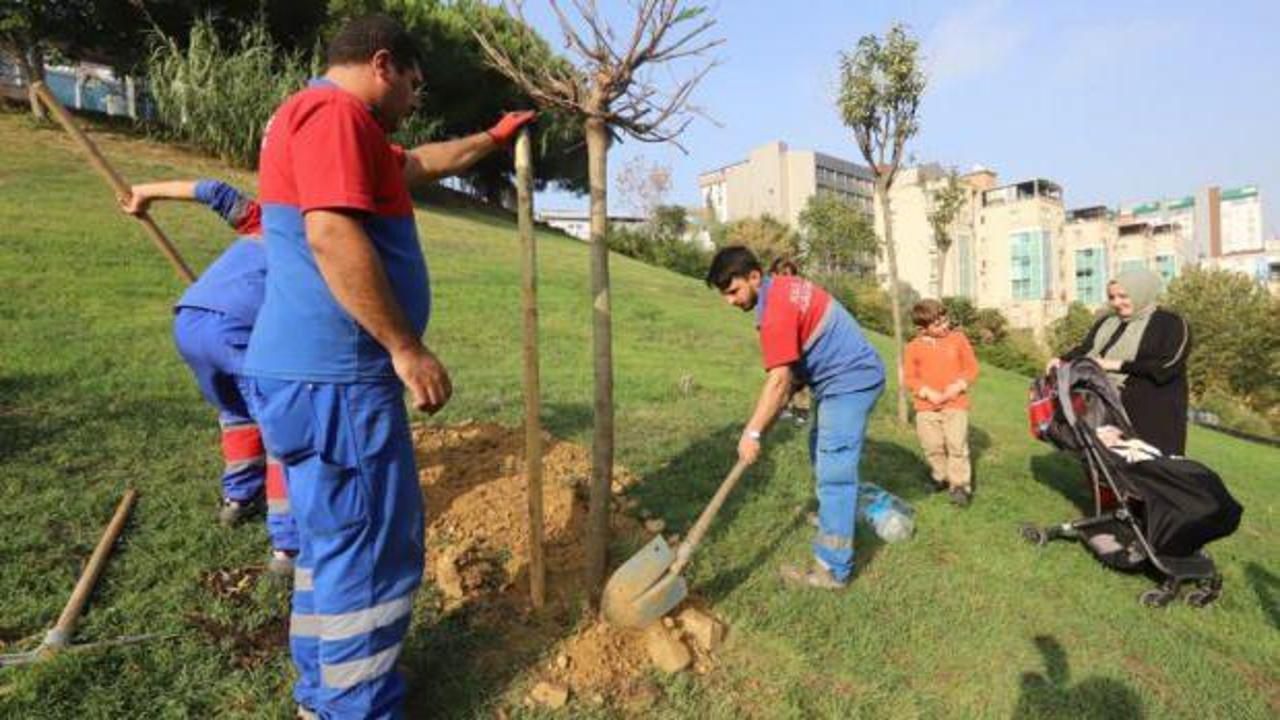 Kâğıthane Belediyesi ilçeye 60 bin ağaç kazandırdı