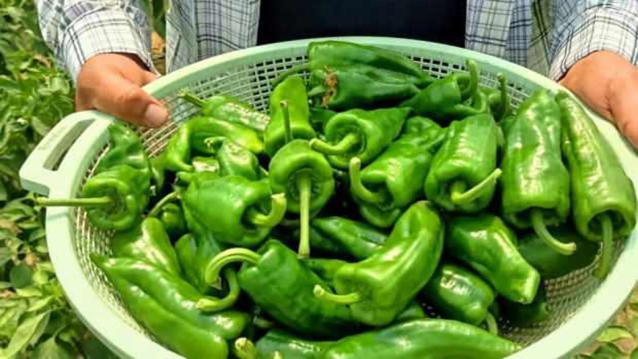 Manisa'da 150 TL'den satışa &ccedil;ıkan Emcelli Biberi yok sattı