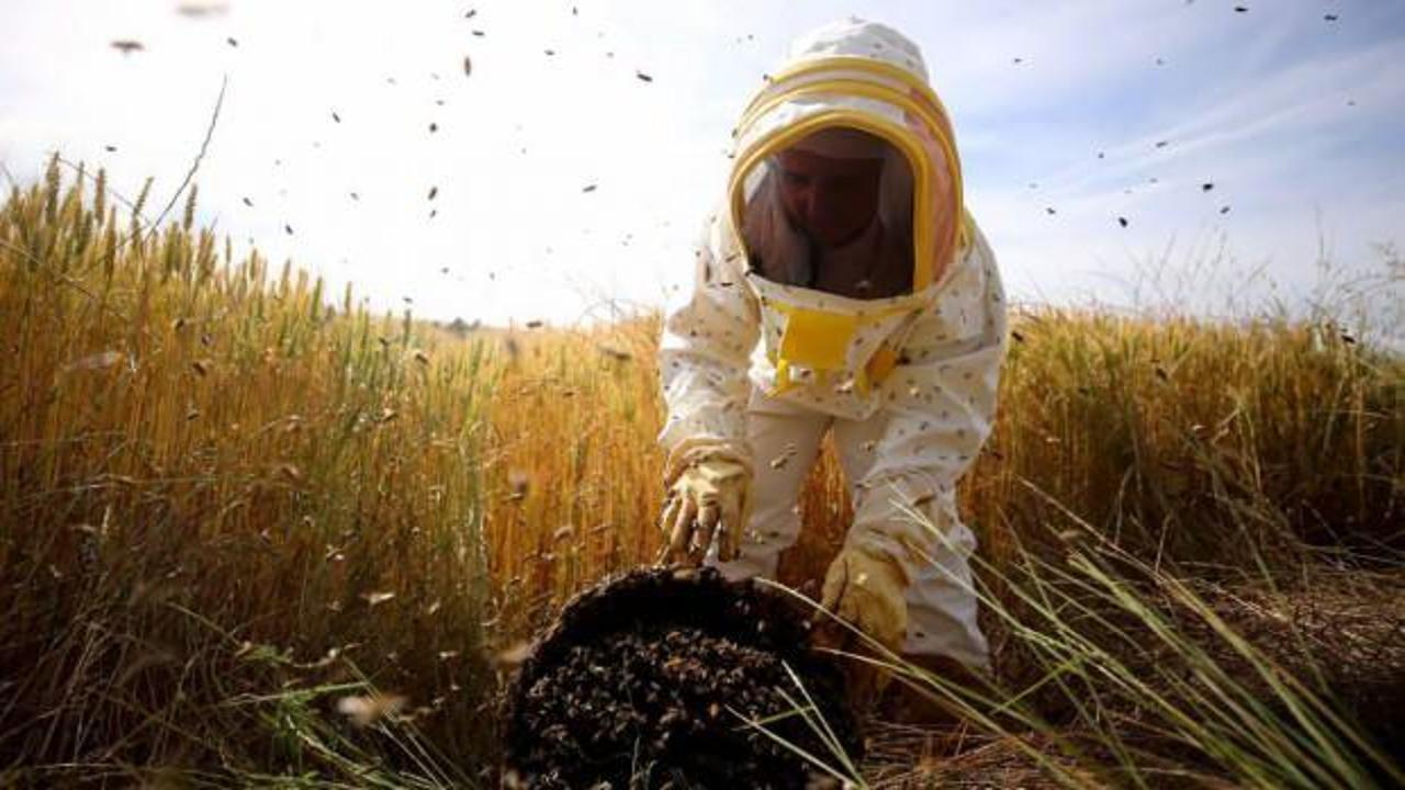 T&uuml;rkiye Arıcılık Haritası g&uuml;ncellendi