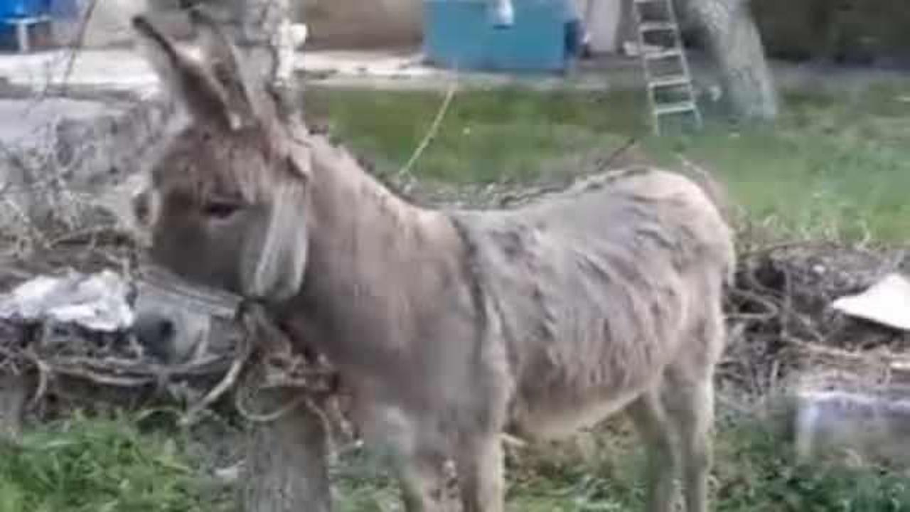 Yolda y&uuml;r&uuml;yen kadını eşek ısırdı