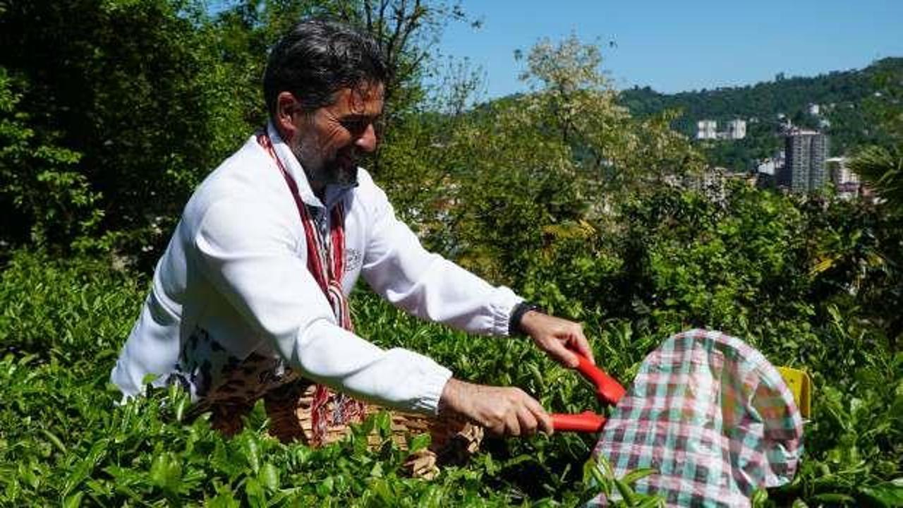 İlhan Palut çay hasadında