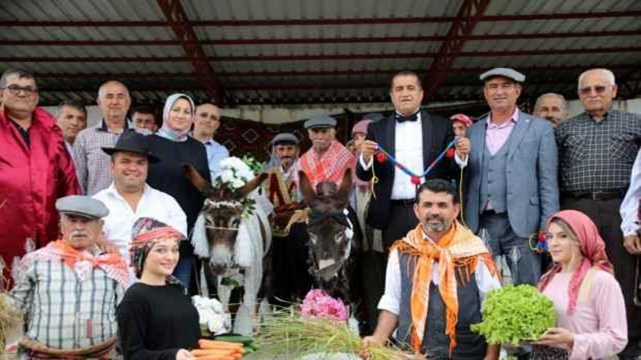 Eşeklere nikah kıyıp balayına g&ouml;nderdiler: Şarkıcı Aydın Aydın da eşlik etti