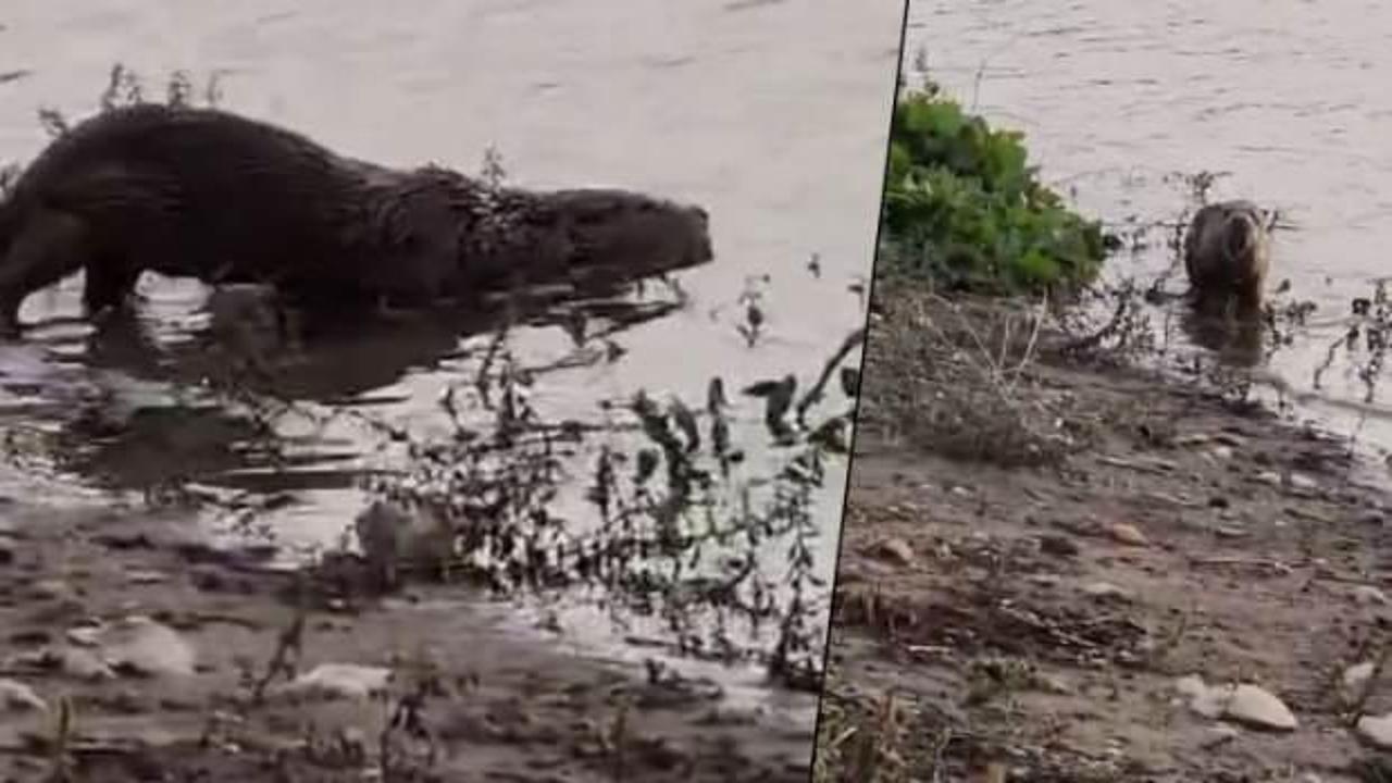 Nesli t&uuml;kenme tehlikesi altındaydı! Siirt&rsquo;te su samuru g&ouml;r&uuml;nt&uuml;lendi