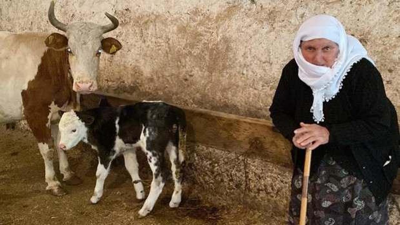 6 şubat depremlerinde düvesini satmıştı: Şimdi Filistin için buzağısını satıyor