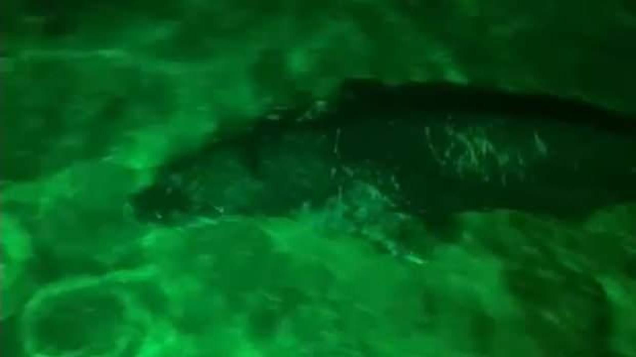 Yer: Bodrum! Akdeniz foku gece kul&uuml;b&uuml;nde