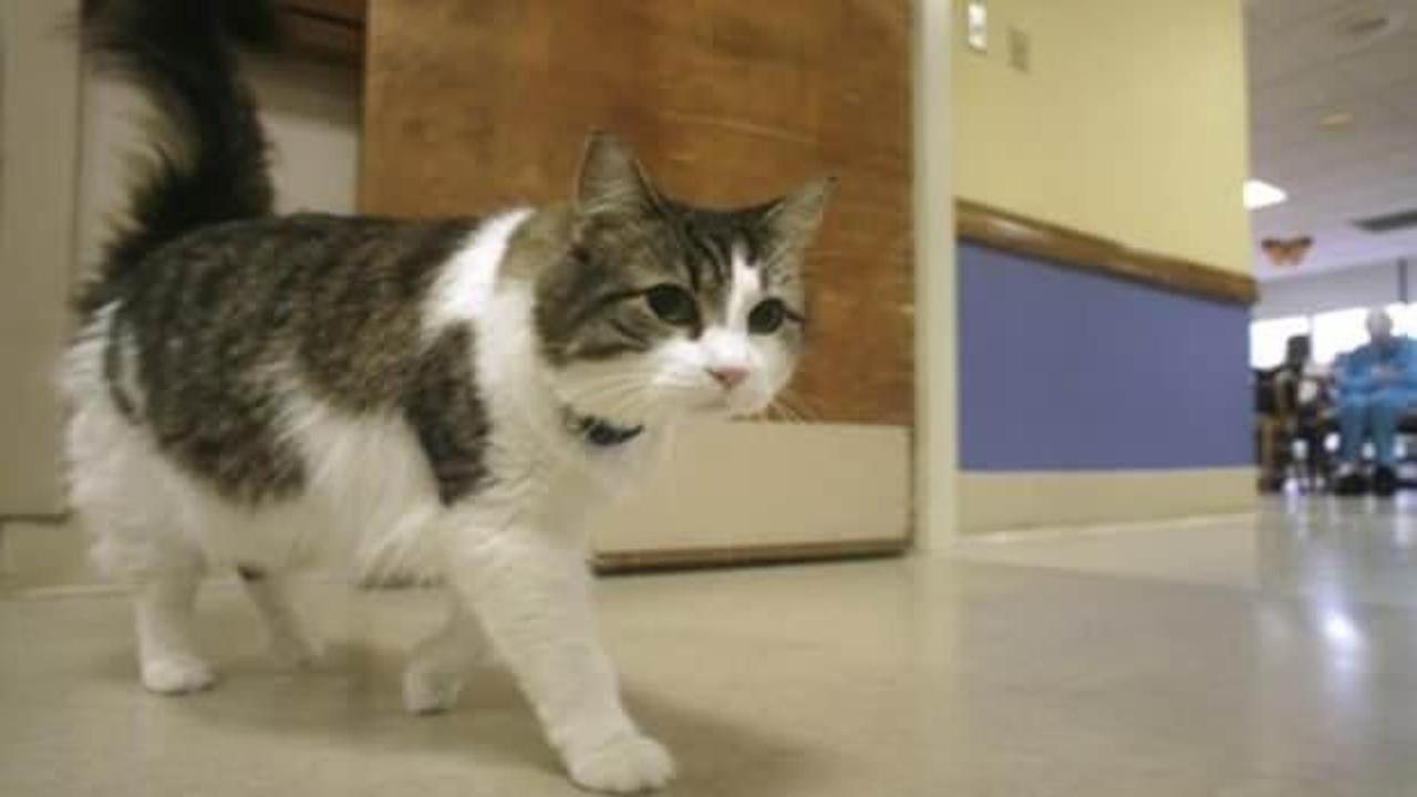 ABD'de sıra dışı olay: Bu kedinin se&ccedil;tiği kişi &ouml;l&uuml;yor