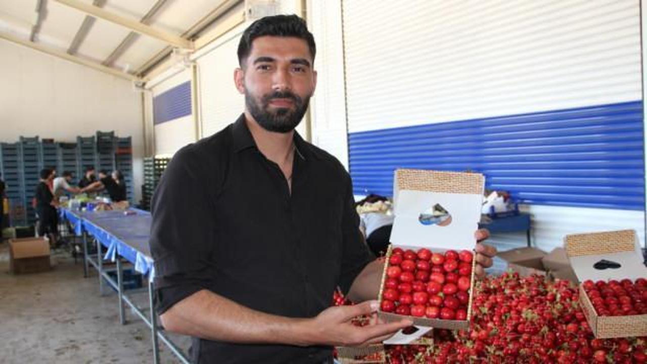 D&uuml;nya &uuml;lkeleri Manisa kirazını tercih ediyor