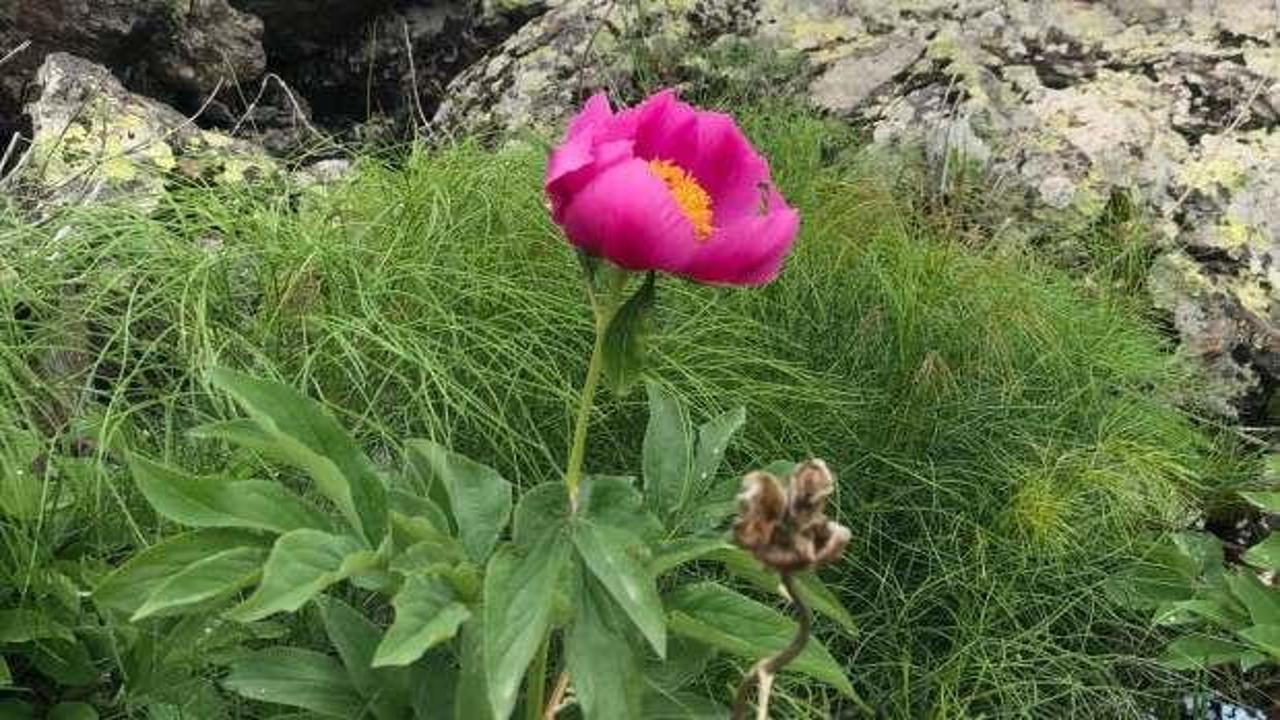 Erciyes'te şakayıklar açtı; koparmanın cezası 244 bin TL