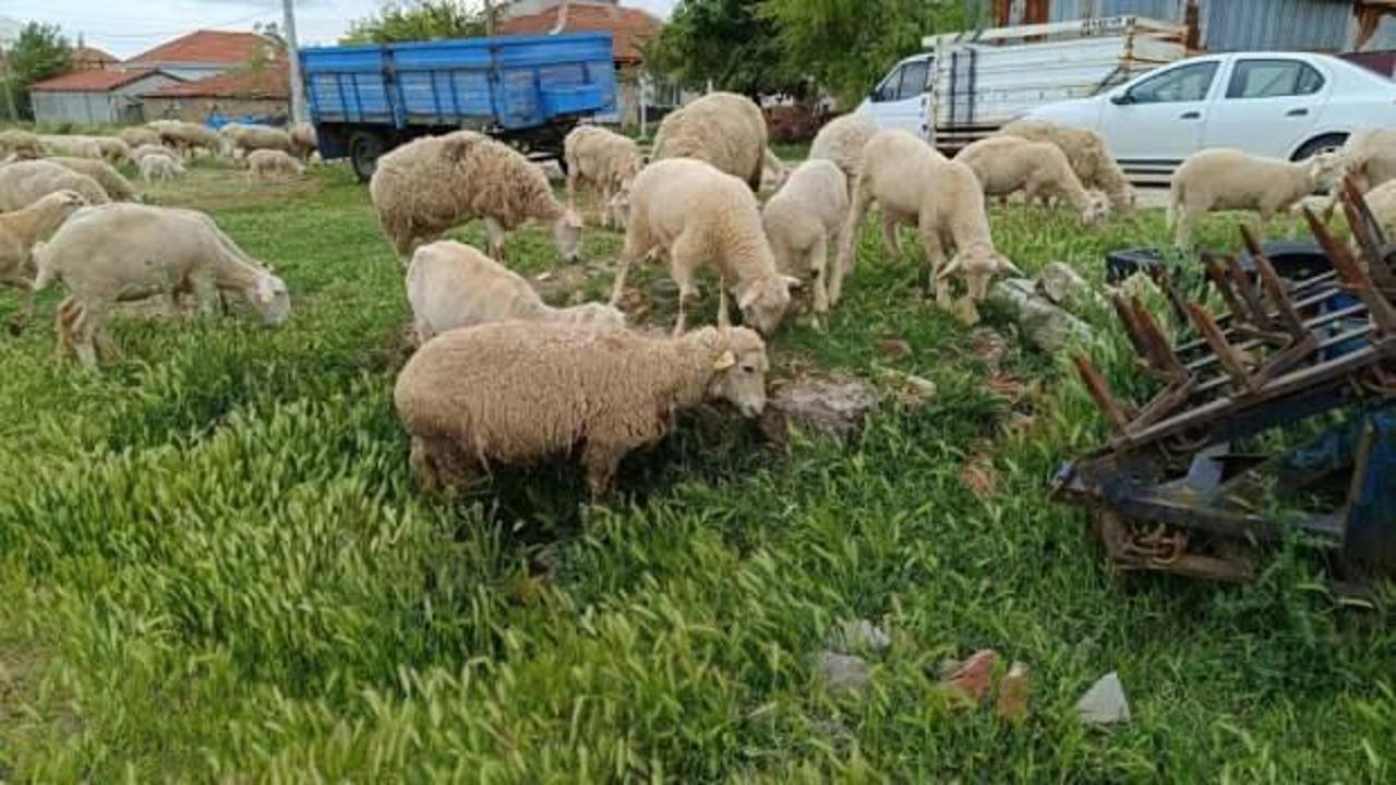 Eskişehir’de kurbanlık küçükbaş fiyatı 10 bin ile 25 bin lira arasında değişiyor