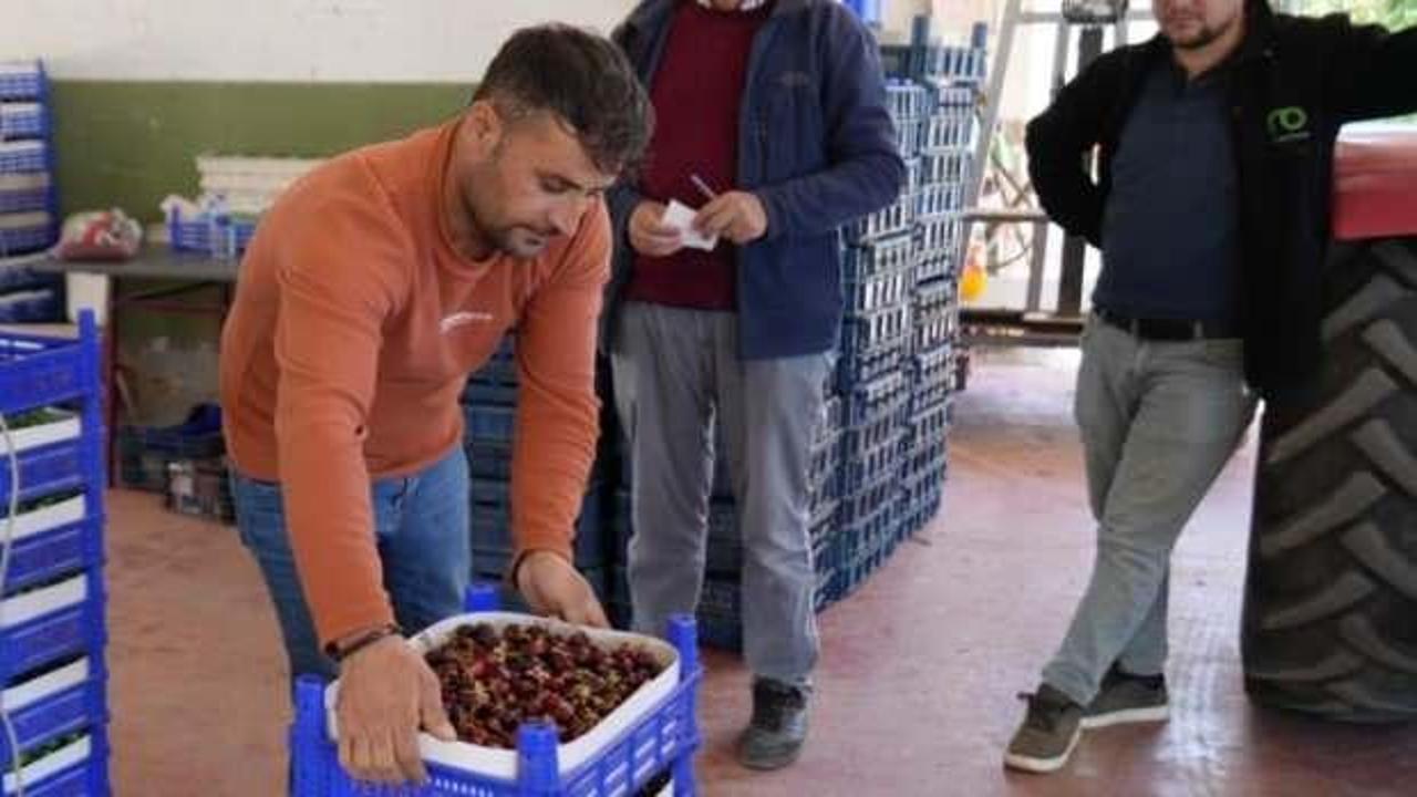 Hasat başladı, fiyat farkı tepki çekiyor: Bahçede 35, markette 199 lira!