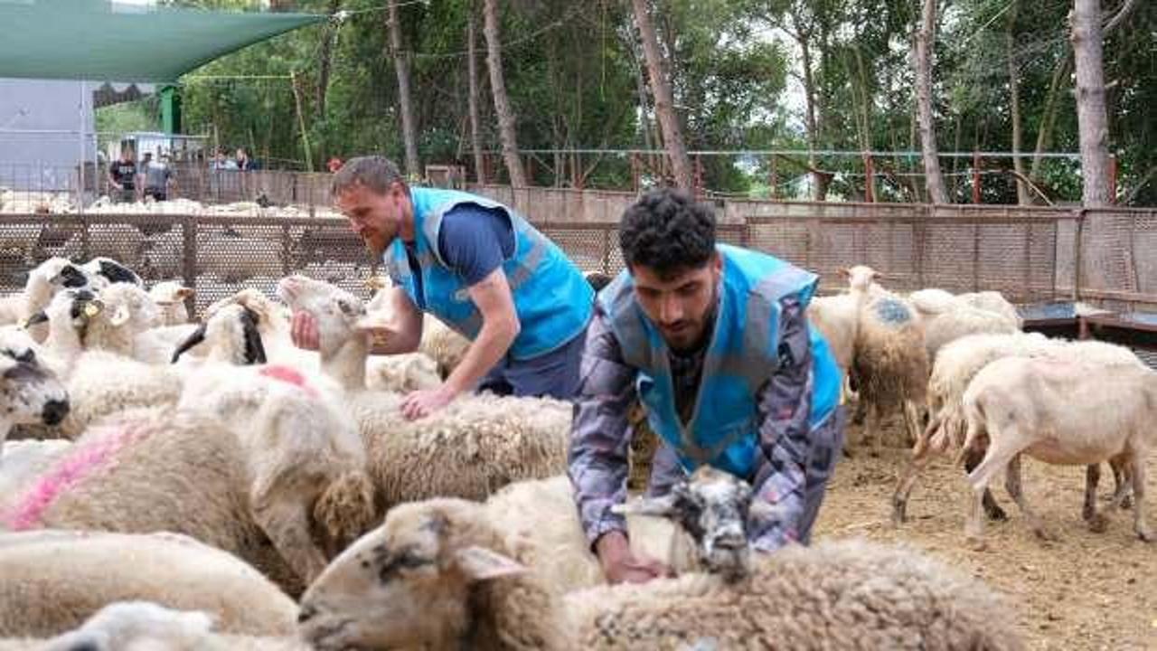 TDV'den 'İlk Kurbanım İlk İyiliğim' kampanyası 