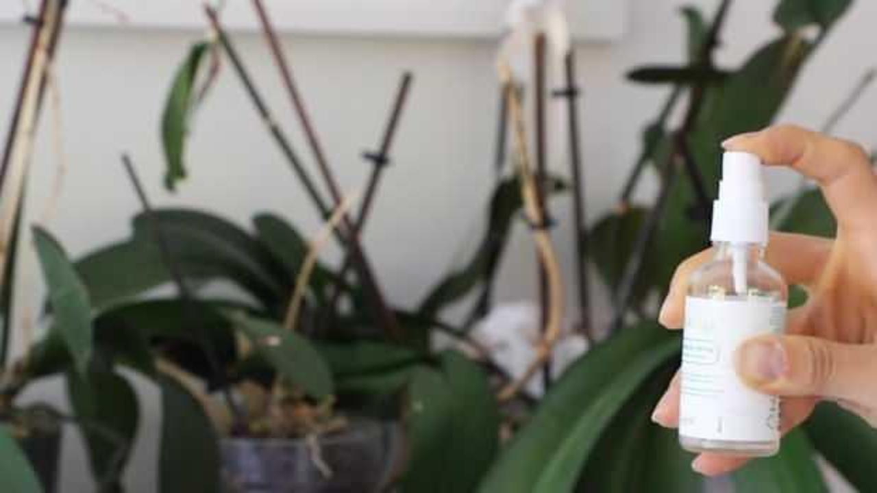 Üniversitede geliştirilen ‘Flora Dengeleyici Sprey’ salgın hastalıklara engel oluyor