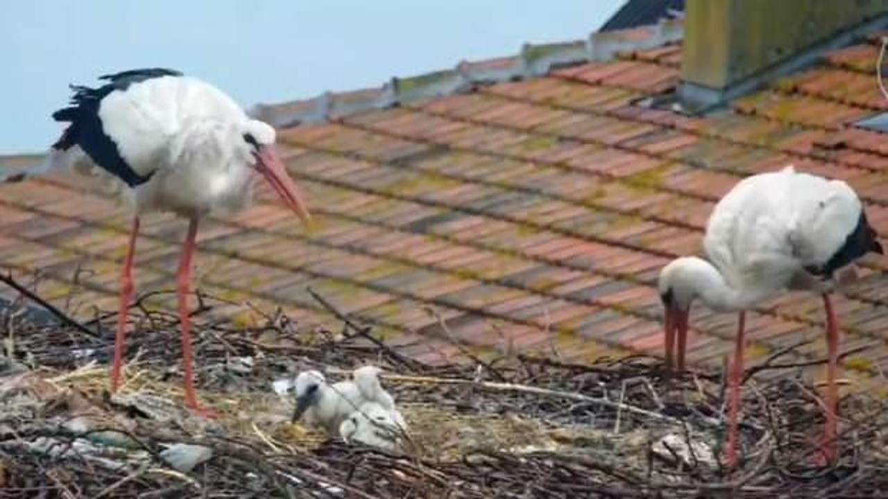 Yaren leylekten &uuml;zen haber! 2 yavrusunu kaybetti