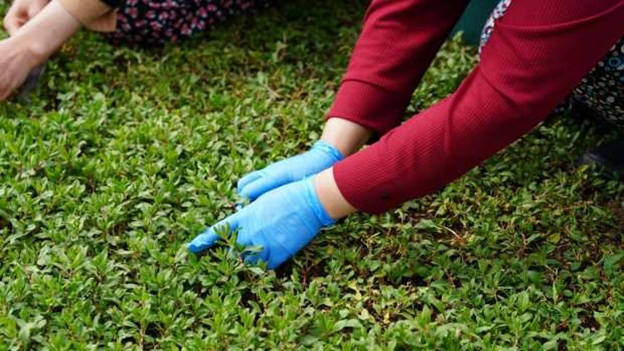 20 metrekarede başladı 70 dönüme çıkardı: Yılda 6 kez hasat ediliyor!