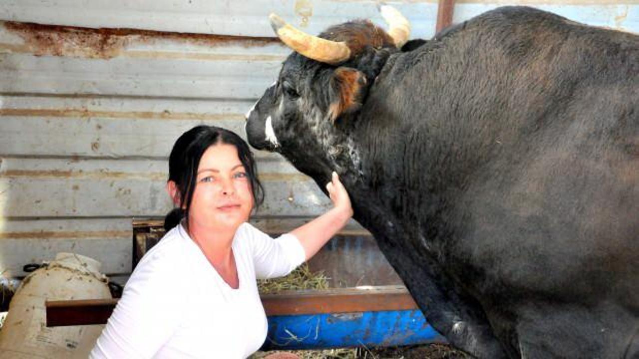 650 kiloluk boğayı 1 milyon verip aldı: Amacını a&ccedil;ıkladı
