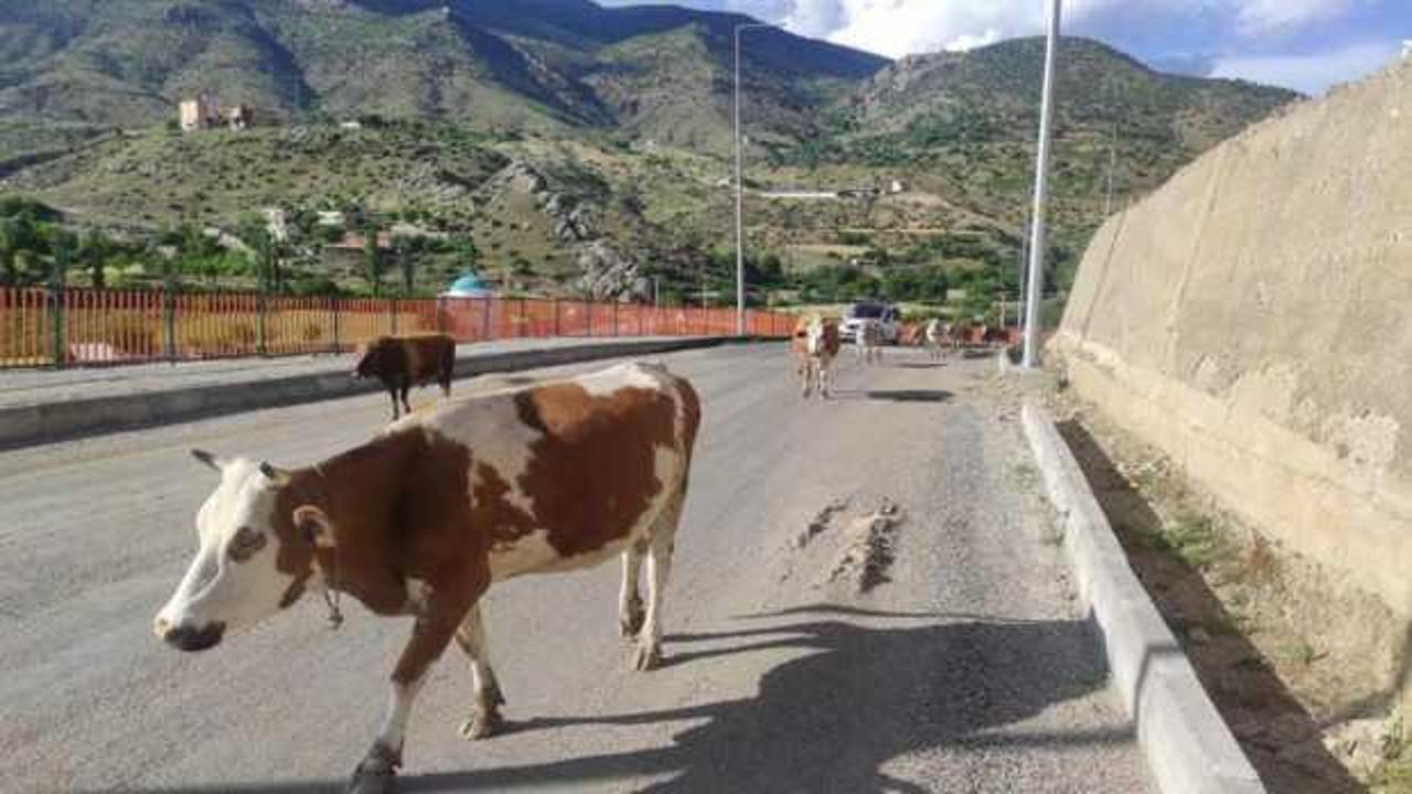 Batman'da başıboş inek tehlikesi