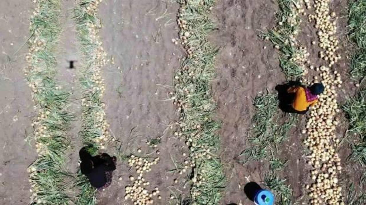 Amasya’da soğan hasadı başladı: Tarlada kilosu 7 TL