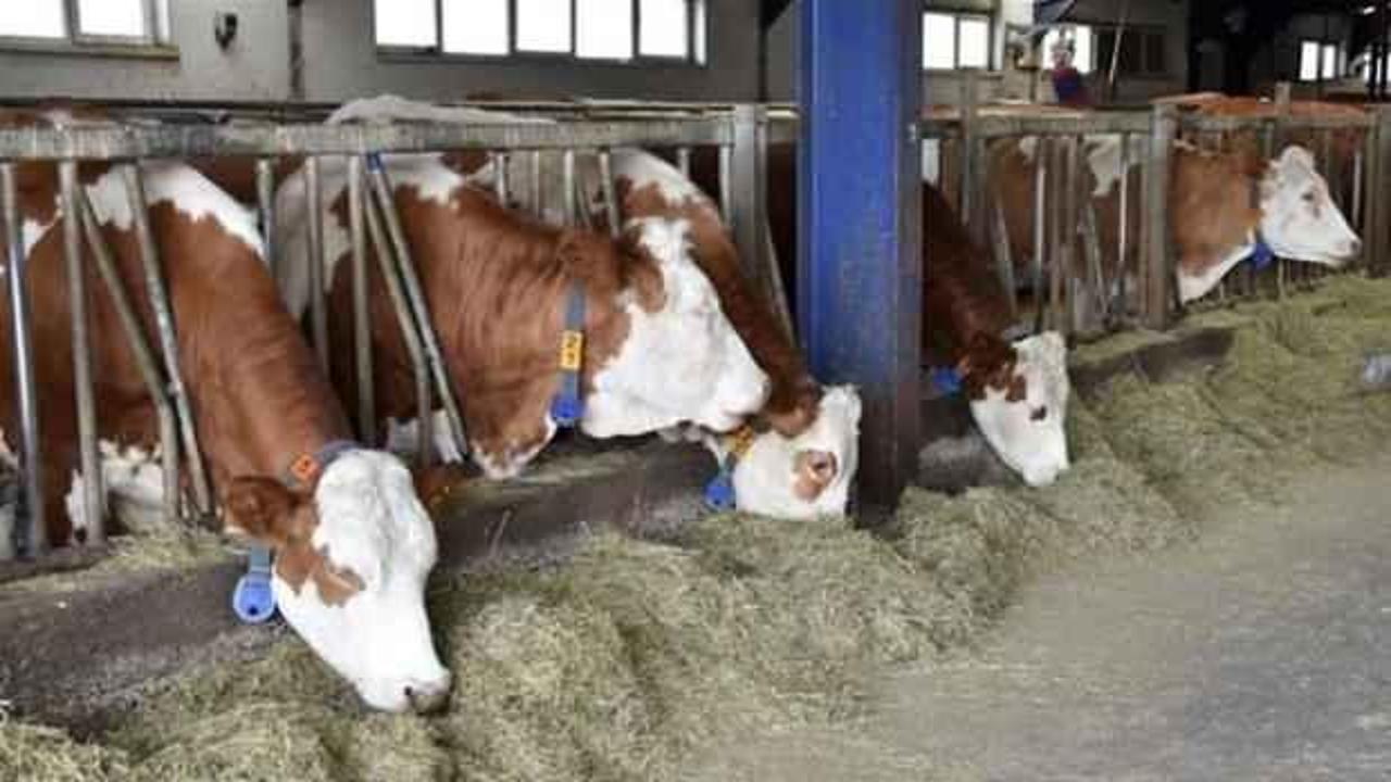 Artırılan kredi limitleri hayvancılık sektörünün yüzünü güldürdü