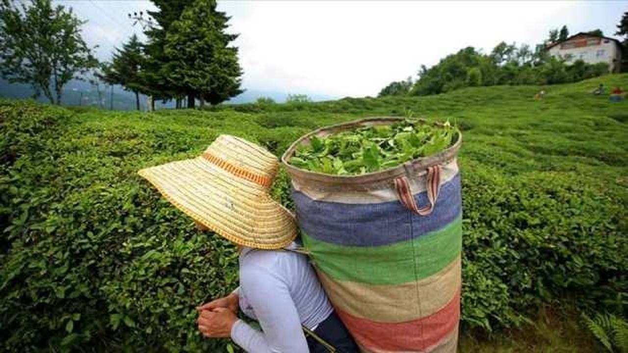 &Ccedil;AYKUR'dan yaş &ccedil;ay alımı a&ccedil;ıklaması