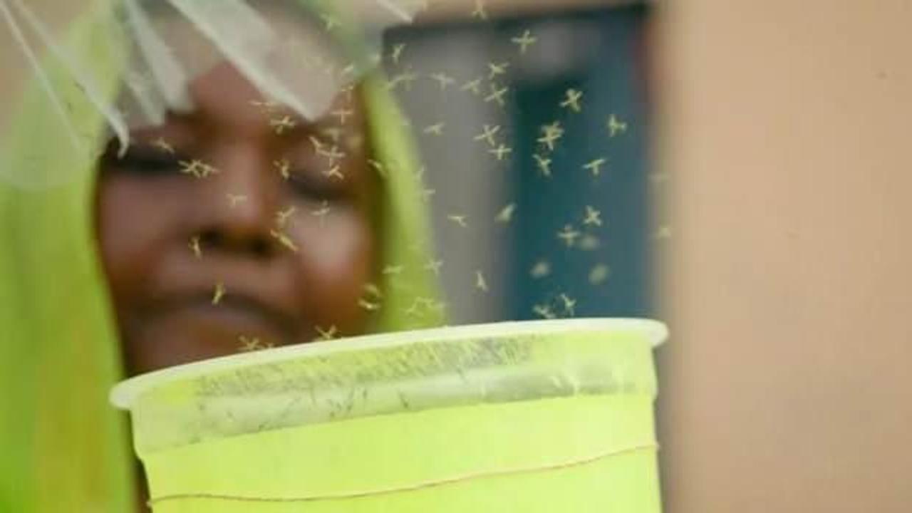 Sivrisineklerin genetiklerini değiştirip doğaya saldılar
