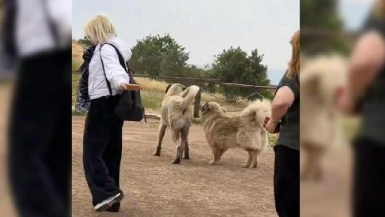G&ouml;beklitepe ve Balıklıg&ouml;l&rsquo;deki başıboş k&ouml;pekler toplatıldı