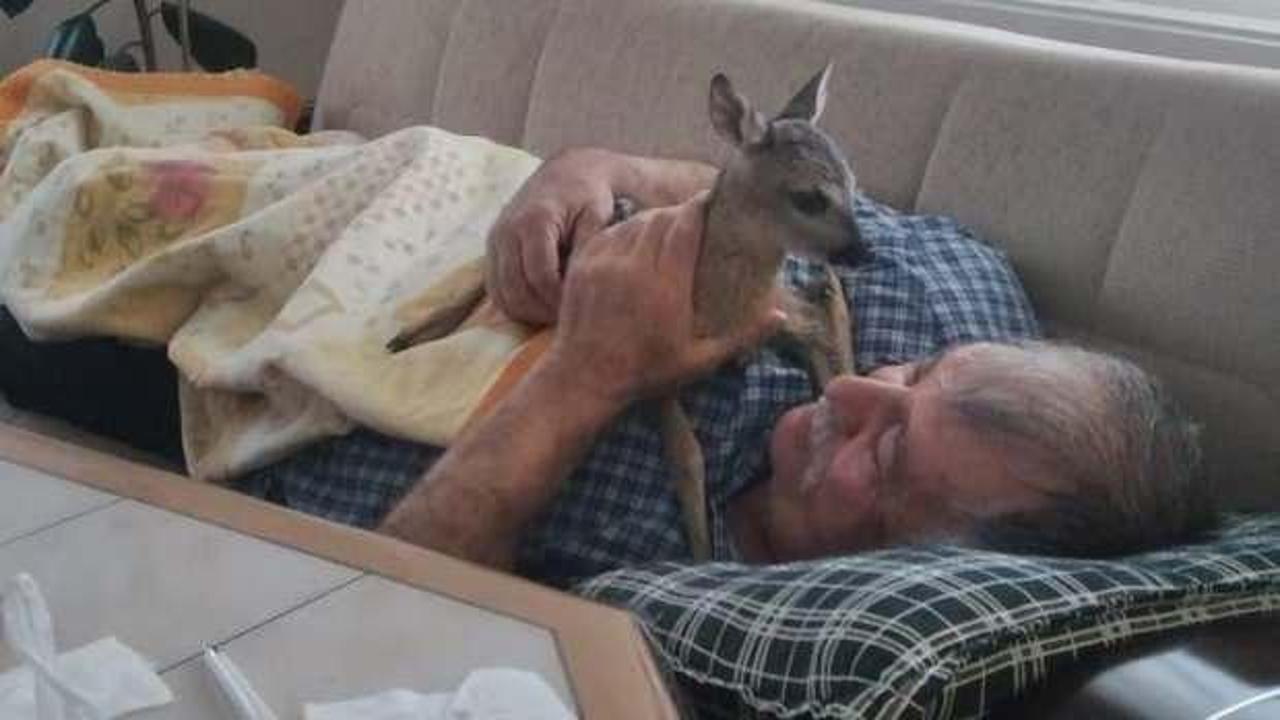 Karaca yavrusunu bitkin buldu, evinde bakıma aldı