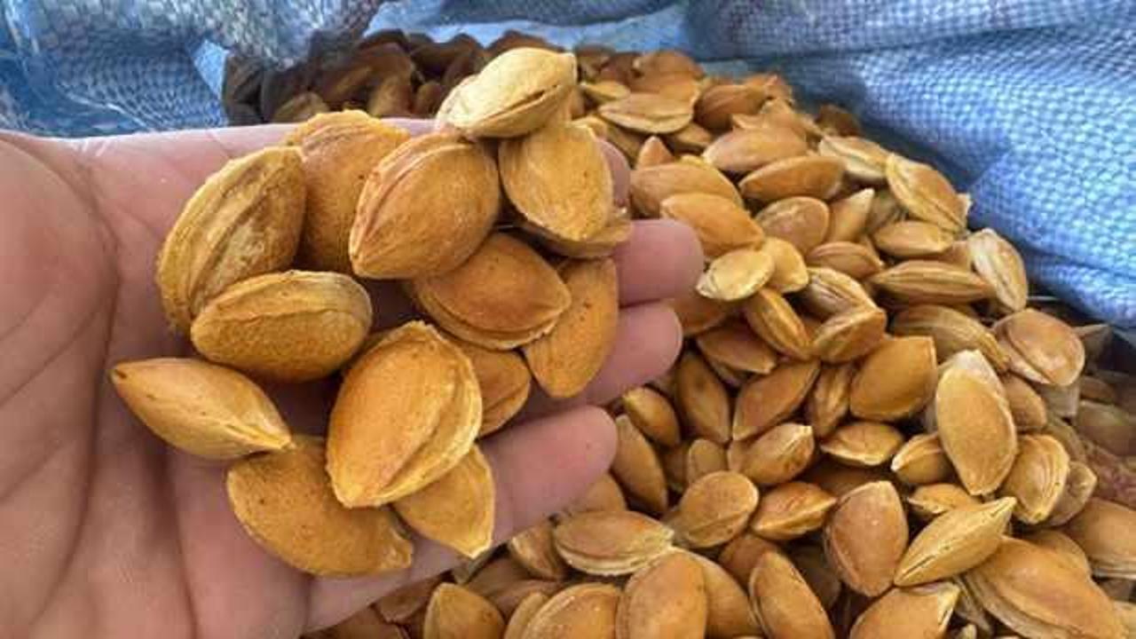 Kayısı çekirdeği kabuğundan biyoplastik üretildi