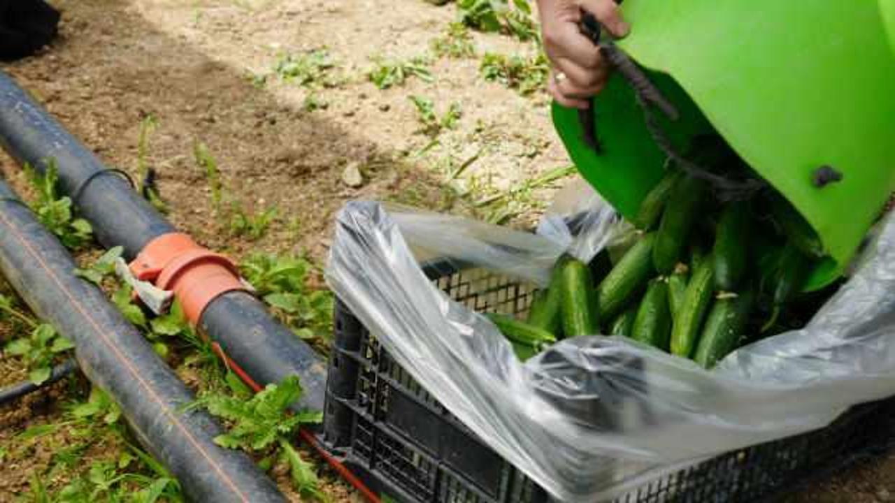 S&ouml;ğ&uuml;t ve İnhisar'da salatalık hasadı başladı